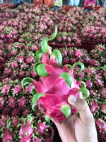 Klaar voor verzending | Beste kwaliteit biologische drakenvrucht wit/rood vlees >350g Vietnam Binh Thuan Lucht/Zee Hoogwaardig 2e kwaliteit vers fruit
