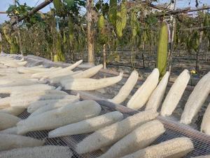 Esponja de Lufa Natural Orgánica de Alta Calidad, Cultivada en Vietnam, 30-40cm, para Baño y Cocina, Exportación a Granel, Buen Precio - Product Image 2