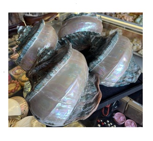 Coquillage naturel poli écologique du Vietnam pour la décoration intérieure, l'artisanat sur le thème de la nature et les rituels de méditation - Product Image 1