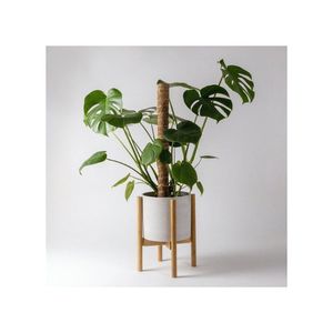 Disponible : Piquets en fibre de coco pour l'approvisionnement direct en gros des usines et les systèmes intelligents de support au soin des plantes commerciales - Product Image 5