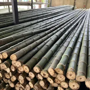 Tongkat Bambu Ukuran Besar untuk Pagar Partisi Dekorasi dari Vietnam/Tiang Bambu Yang Diolah untuk Taman Luar Ruangan