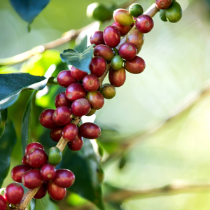 Granos de café tostado Robusta al mejor precio de Vietnam Suministro directo de alta calidad Oferta mayorista competitiva - Product Image 5