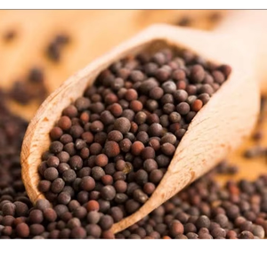 Semillas de Mostaza de Calidad de Exportación, Ingrediente Natural Premium para Cocina, Procesamiento de Alimentos y Suministro Comercial - Product Image 3