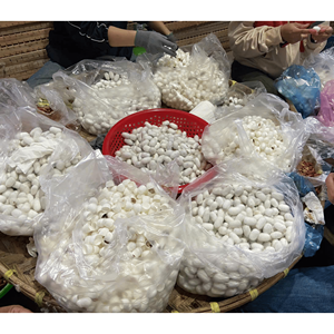 Cocon de ver à soie, matériau naturel pour la production de fil, fournitures d'artisanat et usage décoratif, Vietnam - Product Image 2