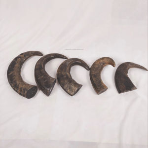 Pointes de corne de buffle bio, taille personnalisée, écologiques, magnifiquement sculptées style animal, matériaux naturels de haute qualité, en vente - Product Image 1