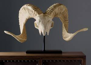 Juego de Decoración para el Hogar con Calaveras de Cuerno de Carnero Naturales y Ecológicas - Diseño Clásico - Product Image 2