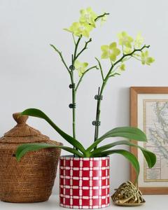 Cute Bone Inlay <b>Small</b> Flower <b>Pot</b> Planter Perfect Home or Office Christmas Decor Gift for Home Decor Lover - Product Image 1