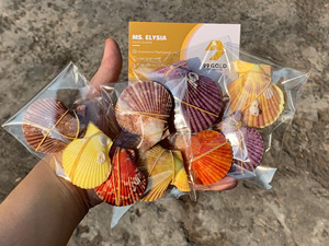 จานเปลือกหอยมุกดำขัดเงาธรรมชาติ ทำความสะอาดแล้ว จานเปลือกหอยตกแต่ง โรงงานขายส่งเวียดนาม ราคาถูกจำนวนมาก - Product Image 3