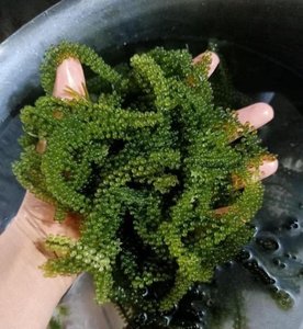 Uvas de Mar Deshidratadas de Alta Calidad y Refresco Instantáneo en 3 Minutos | Perfecto para ensaladas y sushi - Product Image 1