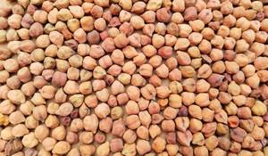Garbanzos Negros de Grado Alimenticio y para Alimentación Animal, para Consumo Humano y Alimentación de Ganado, Proveedor a Granel, Nueva Cosecha, Tamaño Mediano - Product Image 2
