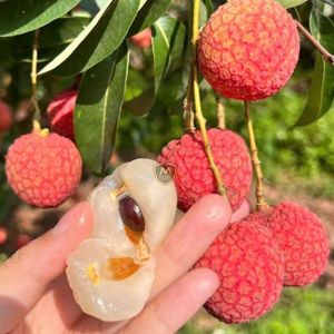 Litchis frais de Bac Giang, sucrés et juteux, qualité export premium, fabricant de fruits tropicaux du Vietnam - Product Image 2
