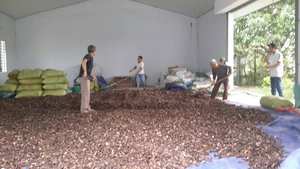 Materia Prima de Noni Seco para Fabricantes de Bebidas Herbales y Líneas de Producción de Alimentos Funcionales - Product Image 4