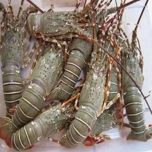 Queue de homard rouge de Boston frais et congelé, qualité USA, excellent rapport qualité-prix, vendu en boîtes - Product Image 2