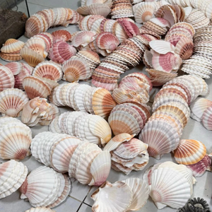 Conchas de vieira naturales KMI de 9–12 cm – Ecológicas y a granel para manualidades y decoración del hogar - Product Image 4