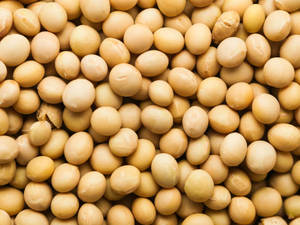 Semillas de Soja No Transgénicas para Alimentación de Ganado, Soja Amarilla de Grado Alimenticio, 18 Meses de Vida Útil, Bolsas de PP de 50 kg - Venta al Por Mayor - Product Image 1