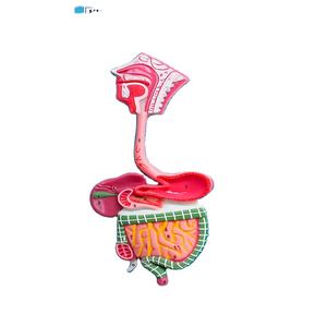 Modèle d'anatomie du système digestif humain, coloré, en fibre de verre et métal, 3D, aide pédagogique médicale scientifique pour l'école et la médecine - Product Image 4