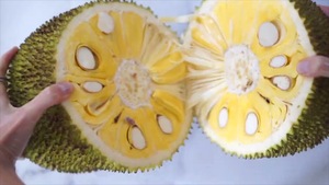 ซัพพลายเออร์เวียดนาม ผลไม้แช่แข็งแบบ IQF ขนุนแช่แข็ง รสหวานธรรมชาติ ผลไม้เมืองร้อนแช่แข็ง - Product Image 5