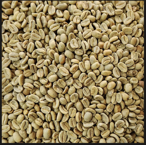 เมล็ดกาแฟอาราบิก้า S16 คุณภาพ AA จากโซนลา เวียดนาม สำหรับธุรกิจ B2B บรรจุภัณฑ์ PP ขนาด 60 กก. ปราศจากสารก่อภูมิแพ้ เหมาะสำหรับคั่ว ยี่ห้อ DHPONE อายุการเก็บรักษา 24 เดือน - Product Image 2