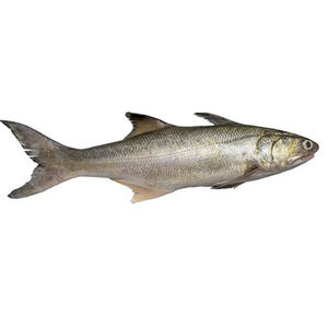 Salmón Atlántico Fresco del Reino Unido - Product Image 5