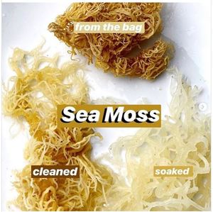 Origine pure du Vietnam : Le standard d'or des gommes de mousse marine Ms.May - Product Image 4