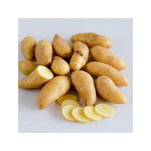 Pommes de terre roux de haute qualité en gros, prix direct usine pour les acheteurs commerciaux - Product Image 4