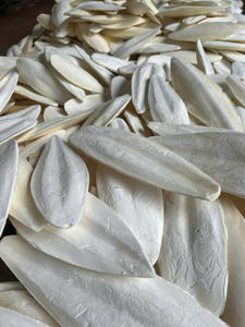 Hueso de Sepia Seco Natural de Vietnam para Aves, Mascotas y Acuarios, Suministro al por Mayor - Sra. Tarina - Product Image 6