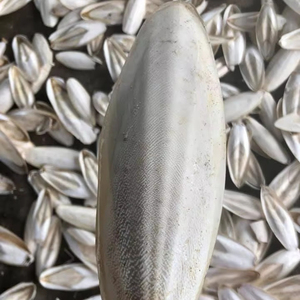 Hueso de Sepia Seco Blanco Natural para Aves, Bloque de Calcio - Product Image 1