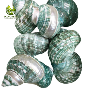 Coquilles vertes naturelles polies en vrac pour l'aménagement d'aquariums, les maisons pour crabes ermites, la décoration côtière et les loisirs créatifs - Product Image 5