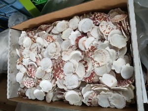 FRAGUENTOS DE CONCHAS MARINAS MÁS VENDIDOS para decoración de mosaicos y uso en arte de resina, para producción artesanal y diseño hecho a mano, Vietnam - Product Image 4