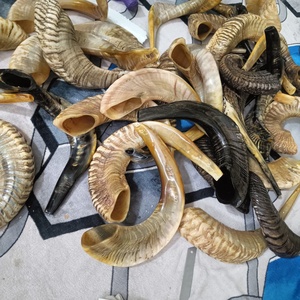 Shofar traditionnel en corne de bélier, instrument religieux en corne naturelle pour les cérémonies juives, Rosh Hashanah, Yom Kippur, prière et culte - Product Image 1