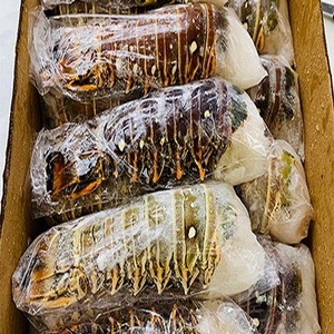 หางกุ้งล็อบสเตอร์แช่แข็ง IQF FD คุณภาพพรีเมียมสำหรับส่งออก บรรจุภัณฑ์แบบขายส่ง รักษาคุณภาพด้วยการแช่แข็ง บรรจุภัณฑ์ขนาดใหญ่ อายุการเก็บรักษา 24 เดือน - Product Image 5