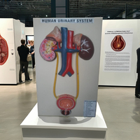 Modelos Anatómicos Humanos Coloridos para la Enseñanza de Ciencias Médicas y la Formación de Enfermería, Material de Fibra de Vidrio, Marca MAYALAB