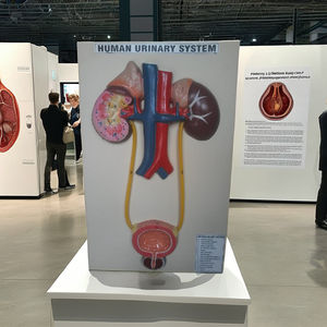 แบบจำลองกายวิภาคสำหรับการศึกษาทางวิทยาศาสตร์การแพทย์ วัสดุไฟเบอร์กลาส ยี่ห้อ MAYALAB - Product Image 1