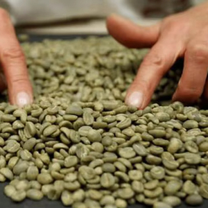 เมล็ดกาแฟโรบัสต้าเขียวพิเศษ S16 เวียดนาม คุณภาพสูง ได้รับการรับรอง USDA ISO 22000 แบรนด์ TNFOOD เกรด G1/G2 แบบเมล็ดดำแตก - Product Image 1