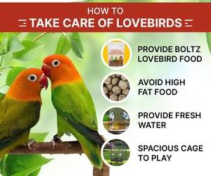 Semillas de Mijo Orgánicas Premium para Pájaros Canarios, Alimento para Aves, para Loros y Palomas, Suministro a Granel, Alimento de Alta Calidad - Product Image 5