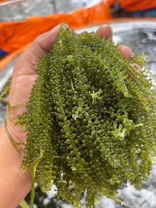 Uvas de mar secas, material natural de algas marinas en forma de perlas para mezclas de ensaladas, decoración de sushi e ingrediente alimentario, proveedor de Vietnam. - Product Image 3