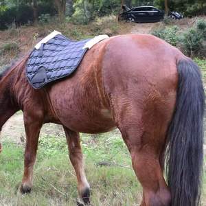 Nouvelle tapisserie de selle de dressage professionnelle et élégante avec absorption des chocs, emballage personnalisé pour l'équitation - Product Image 6