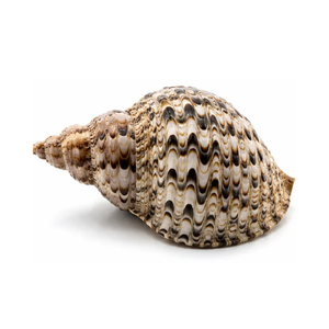 Coquillages naturels en forme de trompette, matériau artisanal en gros, coquillages décoratifs pour la décoration intérieure, la décoration de mariage, les aquariums et les souvenirs - Product Image 4
