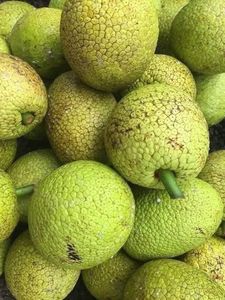PAIN DE FRUIT CONGELÉ DE QUALITÉ SUPÉRIEURE DU VIETNAM - NATUREL ET FRAIS, IDÉAL POUR LA CUISSON, LA PAINÉRIE ET LES COLLATIONS // Evan - Product Image 6