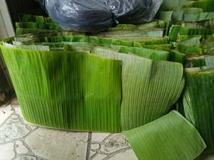 Feuilles de bananier fraîches de qualité supérieure, feuilles vertes naturelles, fournisseur en gros du Vietnam pour l'emballage alimentaire et la restauration - Product Image 6