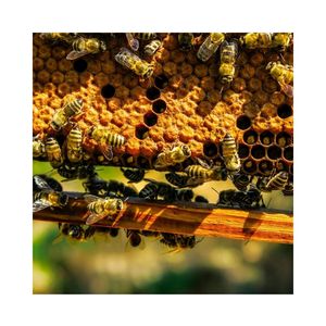 Miel cruda orgánica, miel de abeja pura y natural, ingrediente alimenticio, miel premium al por mayor para venta al detalle y suministro de servicios de alimentos. - Product Image 6