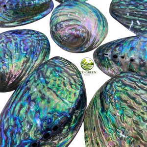 Natural Polished <b>Abalone</b> <b>Shell</b> for Decoration Craft Jewelry Making High Quality Shiny Seashell Home Decor Wholesale Supplier - Product Image 6