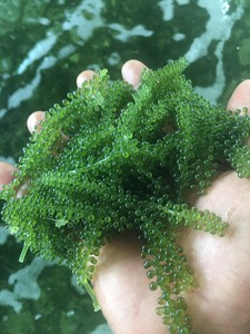 สาหร่ายมรกตแห้งจากเวียดนาม ผู้ผลิตขายส่ง สาหร่ายคาวิอาร์สีเขียวอบแห้งธรรมชาติสำหรับส่งออก - Product Image 4