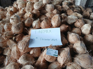 Coco maduro sin cáscara, nueces de coco secas para mayoristas (WA +84914319488) productor de cocos - Product Image 3