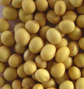 Soja jaune séché indien en vrac, fermenté, qualité alimentaire humaine - Product Image 4