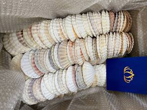 [MEJOR VENTA] |   Conchas marinas mixtas, paquete de conchas de playa surtidas para fiestas temáticas de playa, manualidades, decoración del hogar y acuarios, de Vietnam. - Product Image 4