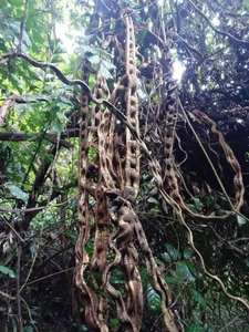 Vente en gros de lianes décoratives, cordes en bois torsadées naturelles en vrac pour l'enroulement de colonnes, exportation mondiale, fournitures de décoration rustique - Product Image 6