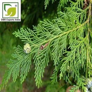 Huile essentielle de cyprès de qualité supérieure pour l'aromathérapie, les soins personnels, les mélanges de massage, la fabrication de savon et la parfumerie d'intérieur - Product Image 3