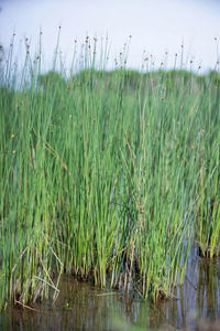 Pajitas de Lepironia Articulata Ecológicas, Pajitas de Hierba Seca al por Mayor, Alta Calidad, Personalización de Logotipo, Empaquetado, Hecho en Vietnam - Product Image 2