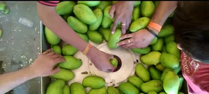 Máquina Industrial para Cortar Mangos Crudos en Cuartos para Procesamiento de Alimentos a Alta Velocidad - Product Image 4